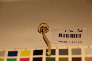  ( - TROM_F_17348)  @11 [ ] CreativeCommons - Attribution Non-Commercial Share-Alike (2017) Unspecified Tromsø University Museum