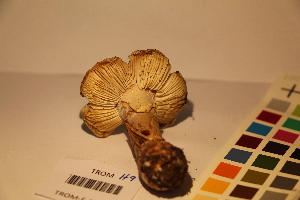  ( - TROM_F_17350)  @11 [ ] CreativeCommons - Attribution Non-Commercial Share-Alike (2017) Unspecified Tromsø University Museum