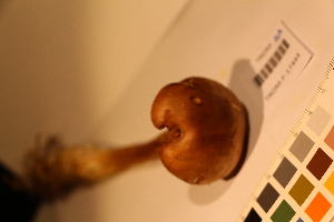  (Cortinarius caninus - TROM_F_17444)  @11 [ ] CreativeCommons - Attribution Non-Commercial Share-Alike (2017) Unspecified Tromsø University Museum