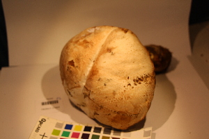  (Leccinum versipelle - TROM-F-17494)  @11 [ ] CreativeCommons - Attribution Non-Commercial Share-Alike (2017) Unspecified Tromsø University Museum