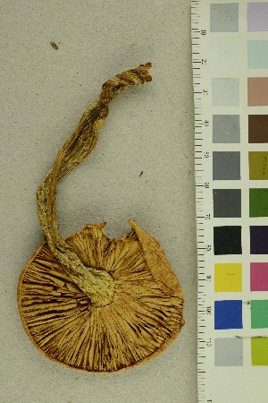  (Gymnopilus spectabilis - O-F-177498)  @11 [ ] CreativeCommons - Attribution Non-Commercial Share-Alike (2019) Unspecified University of Oslo, Natural History Museum