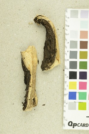  ( - O-F-179492)  @11 [ ] CreativeCommons - Attribution Non-Commercial Share-Alike (2018) Unspecified University of Oslo, Natural History Museum