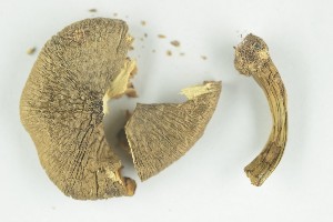  ( - O-F-179504a)  @11 [ ] by-nc-sa (2021) Unspecified University of Oslo, Natural History Museum
