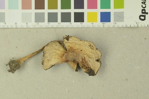  ( - O-F-203736)  @11 [ ] by-nc-sa (2016) Unspecified University of Oslo, Natural History Museum