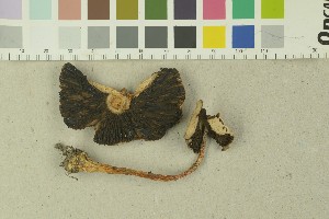  ( - O-F-203736)  @11 [ ] by-nc-sa (2016) Unspecified University of Oslo, Natural History Museum