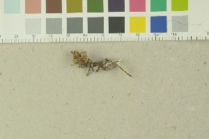  ( - O-F-203785)  @11 [ ] by-nc-sa (2016) Unspecified University of Oslo, Natural History Museum