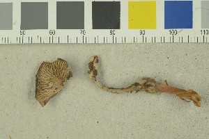  ( - O-F-203807)  @11 [ ] by-nc-sa (2023) Unspecified University of Oslo, Natural History Museum