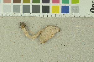  ( - O-F-203809)  @11 [ ] by-nc-sa (2016) Unspecified University of Oslo, Natural History Museum