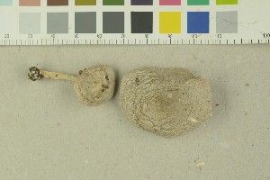  (Hygrophorus hyacinthinus - O-F-203813)  @11 [ ] by-nc-sa (2016) Unspecified University of Oslo, Natural History Museum