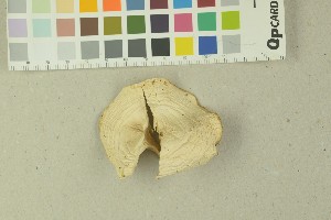  ( - O-F-203856)  @11 [ ] by-nc-sa (2016) Unspecified University of Oslo, Natural History Museum