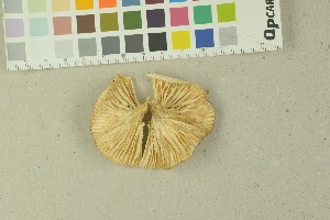  ( - O-F-203856)  @11 [ ] by-nc-sa (2016) Unspecified University of Oslo, Natural History Museum