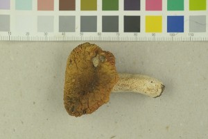  (Russula citrinochlora - O-F-203866)  @11 [ ] by-nc-sa (2016) Unspecified University of Oslo, Natural History Museum