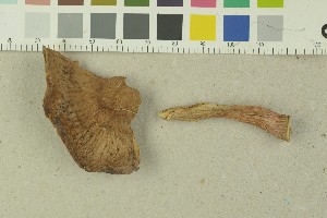  (Limacella delicata - O-F-204006)  @11 [ ] by-nc-sa (2023) Unspecified University of Oslo, Natural History Museum