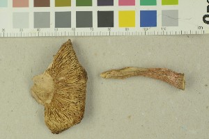  ( - O-F-204006)  @11 [ ] by-nc-sa (2023) Unspecified University of Oslo, Natural History Museum
