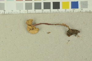  (Syzygosporaceae - O-F-204038)  @11 [ ] by-nc-sa (2023) Unspecified University of Oslo, Natural History Museum