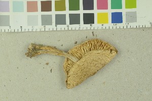  (Lepiota erminea - O-F-204049)  @11 [ ] by-nc-sa (2023) Unspecified University of Oslo, Natural History Museum