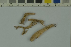  ( - O-F-204197)  @11 [ ] by-nc-sa (2023) Unspecified University of Oslo, Natural History Museum