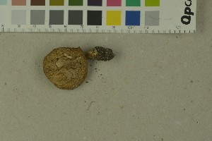  ( - O-F-204212)  @11 [ ] by-nc-sa (2023) Unspecified University of Oslo, Natural History Museum