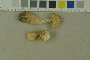  (Hygrophorus gliocyclus - O-F-204233)  @11 [ ] by-nc-sa (2023) Unspecified University of Oslo, Natural History Museum