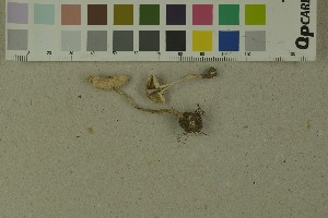  (Cystolepiota adulterina - O-F-204235)  @11 [ ] by-nc-sa (2023) Unspecified University of Oslo, Natural History Museum