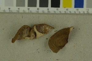  (Lactarius subdulcis - O-F-204264)  @11 [ ] by-nc-sa (2023) Unspecified University of Oslo, Natural History Museum