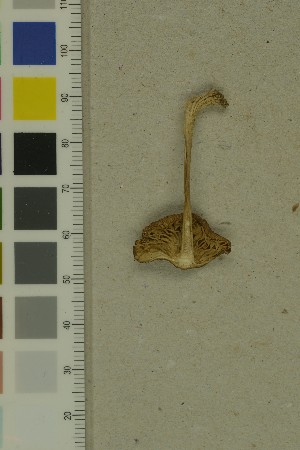  ( - O-F-204270)  @11 [ ] by-nc-sa (2023) Unspecified University of Oslo, Natural History Museum