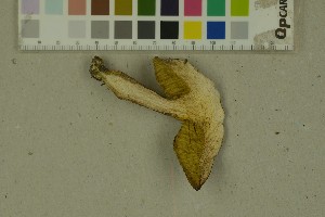  (Xerocomus ferrugineus - O-F-204282)  @11 [ ] by-nc-sa (2023) Unspecified University of Oslo, Natural History Museum