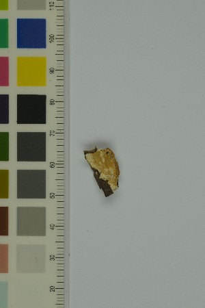  (Gloeoporus pannocinctus - O-F-204337)  @11 [ ] by-nc-sa (2023) Unspecified University of Oslo, Natural History Museum