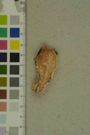  (Rhodonia placenta - O-F-204352)  @11 [ ] by-nc-sa (2023) Unspecified University of Oslo, Natural History Museum