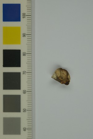  (Mycoacia uda - O-F-204355)  @11 [ ] by-nc-sa (2023) Unspecified University of Oslo, Natural History Museum