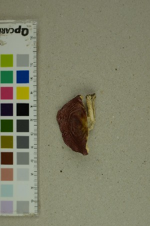  ( - O-F-204374)  @11 [ ] by-nc-sa (2025) Unspecified University of Oslo, Natural History Museum