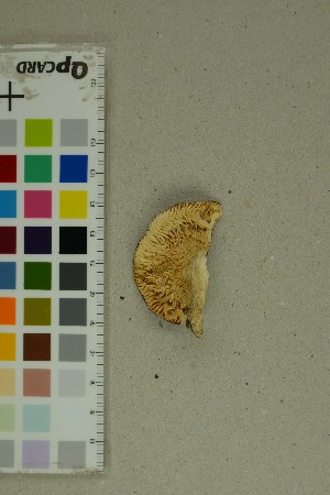  ( - O-F-204374)  @11 [ ] by-nc-sa (2025) Unspecified University of Oslo, Natural History Museum