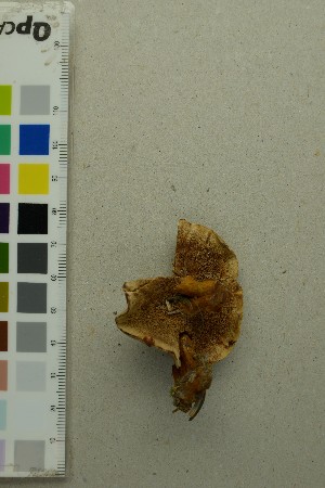  ( - O-F-204379)  @11 [ ] by-nc-sa (2025) Unspecified University of Oslo, Natural History Museum
