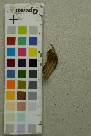  ( - O-F-204397)  @11 [ ] by-nc-sa (2025) Unspecified University of Oslo, Natural History Museum
