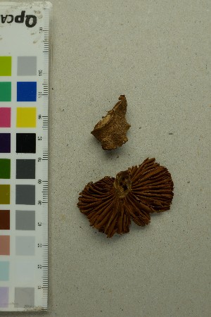  ( - O-F-204468)  @11 [ ] by-nc-sa (2025) Unspecified University of Oslo, Natural History Museum