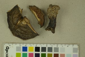  (Clitocybe nebularis - O-F-204484)  @11 [ ] by-nc-sa (2023) Unspecified University of Oslo, Natural History Museum