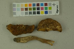  (Butyriboletus appendiculatus - O-F-210246)  @11 [ ] by-nc-sa (2023) Unspecified University of Oslo, Natural History Museum