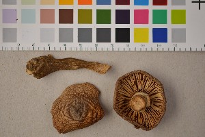  (Armillaria - O-F-21169)  @11 [ ] CreativeCommons - Attribution Non-Commercial Share-Alike (2016) Unspecified University of Oslo, Natural History Museum