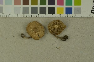  ( - O-F-215088)  @11 [ ] by-nc-sa (2023) Unspecified University of Oslo, Natural History Museum