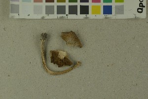  (Inocybe grammatoides - O-F-215101)  @11 [ ] by-nc-sa (2023) Unspecified University of Oslo, Natural History Museum