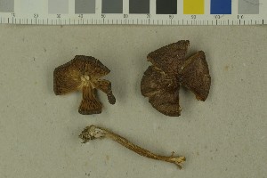  (Inocybe subpaleacea - O-F-215114)  @11 [ ] by-nc-sa (2023) Unspecified University of Oslo, Natural History Museum