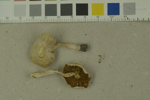  (Inocybe posterula - O-F-215123)  @11 [ ] by-nc-sa (2023) Unspecified University of Oslo, Natural History Museum