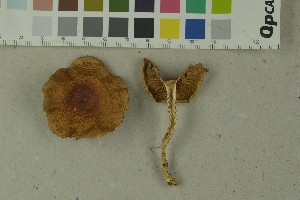  (Cortinarius emollitus - O-F-215127)  @11 [ ] by-nc-sa (2023) Unspecified University of Oslo, Natural History Museum