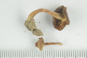  (Inocybe castanea - O-F-22191)  @11 [ ] by-nc-sa (2021) Unspecified University of Oslo, Natural History Museum