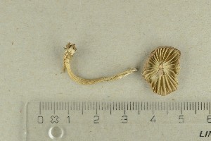  ( - O-F-223545)  @11 [ ] by-nc-sa (2021) Unspecified University of Oslo, Natural History Museum