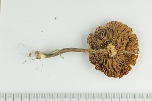  ( - O-F-224639)  @11 [ ] by-nc-sa (2021) Unspecified University of Oslo, Natural History Museum