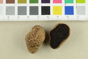  (Elaphomyces sp - O-F-22484b)  @11 [ ] CreativeCommons - Attribution Non-Commercial Share-Alike (2019) Unspecified University of Oslo, Natural History Museum