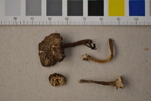  ( - O-F-242391)  @11 [ ] CreativeCommons - Attribution Non-Commercial Share-Alike (2016) Unspecified University of Oslo, Natural History Museum