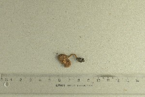  ( - O-F-242481)  @11 [ ] by-nc-sa (2021) Unspecified University of Oslo, Natural History Museum