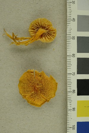  ( - O-F-242546)  @11 [ ] CreativeCommons - Attribution Non-Commercial Share-Alike (2019) Unspecified University of Oslo, Natural History Museum